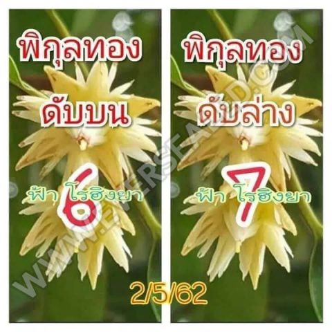 เลขดับพิกุลทอง 2/5/62