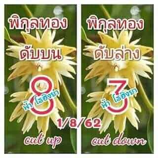 เลขดับพิกุลทอง 1/8/62