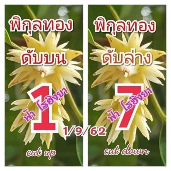 เลขดับพิกุลทอง 1/9/62