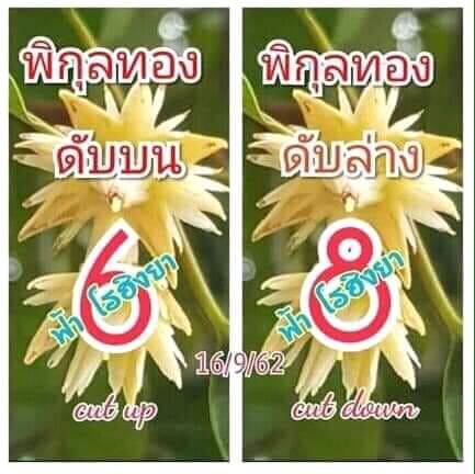 เลขดับพิกุลทอง 16/9/62