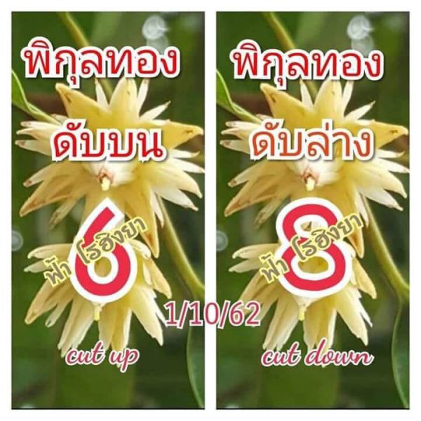 เลขดับพิกุลทอง 1/10/62