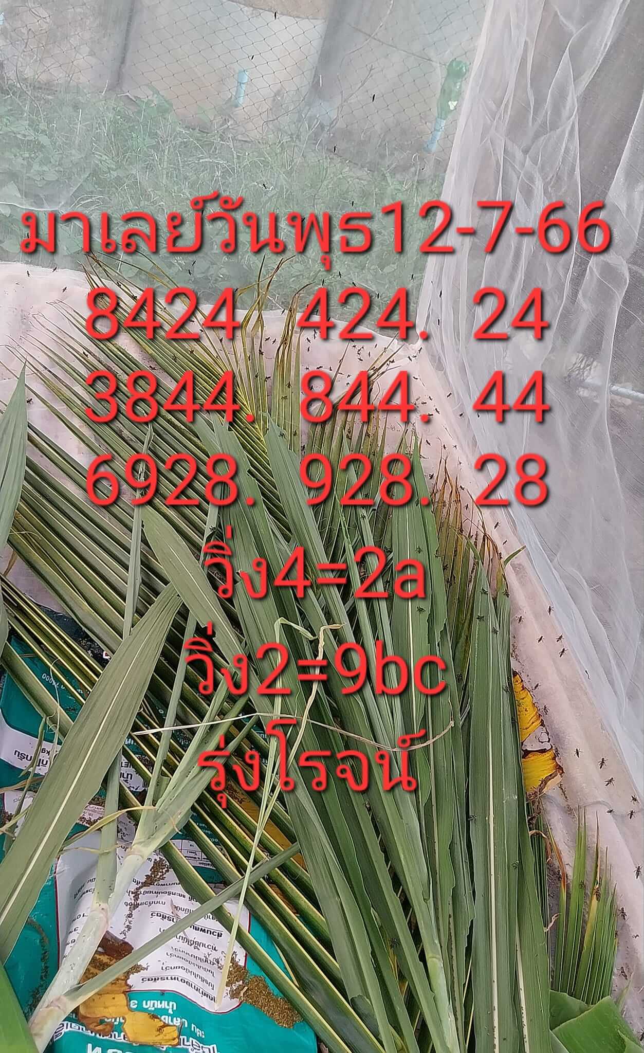 หวยมาเลย์วันนี้ 12/7/66 ชุดที่ 1